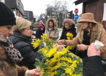 velikogoričani mimoze