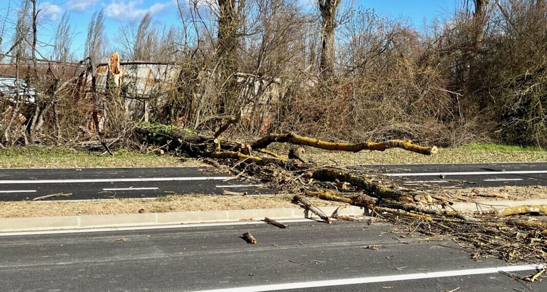 vjetar srušio jablan
