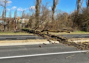 vjetar srušio jablan