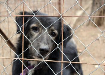 Pomognimo Udruzi LePas: Prikupljaju sredstva za izgradnju utočišta za napuštene, bolesne i ozlijeđene pse i mačke
