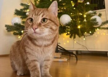 KOLUMNA Pametnom dosta: Kada su nam ustaše i partizani uzeli par slobodnih dana za Božić, nije loše da se posvađamo oko bora, kuglica i lampica