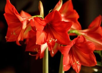 Sada je pravo vrijeme da posadite lukovice: Čarobni amarilis uljepšat će dom