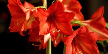 Sada je pravo vrijeme da posadite lukovice: Čarobni amarilis uljepšat će dom