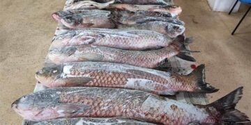 slatkovodne ribe
