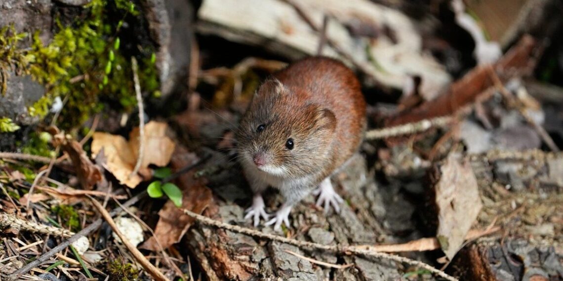 Proljetna deratizacija u javnim objektima: Kreće borba protiv štetnih glodavaca, štakora i miševa