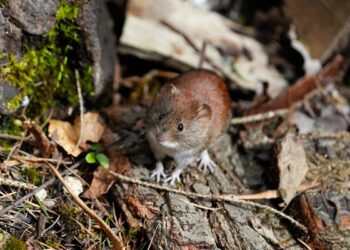 Proljetna deratizacija u javnim objektima: Kreće borba protiv štetnih glodavaca, štakora i miševa