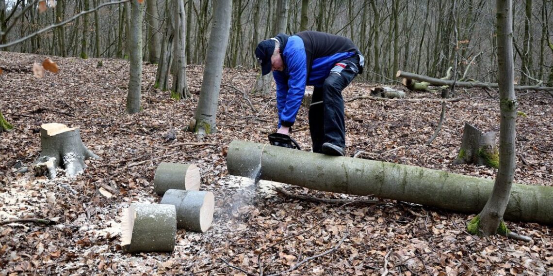 muškarac sječe stablo