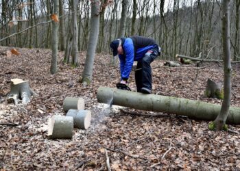 muškarac sječe stablo