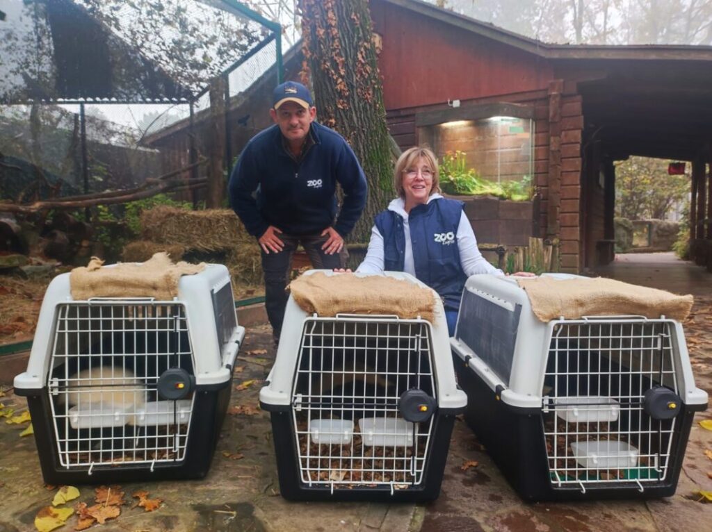 prugaste smrdljivice