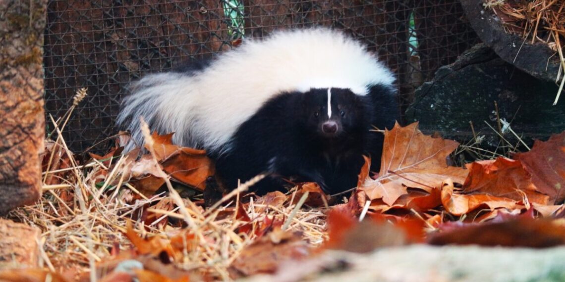 prugaste smrdljivice