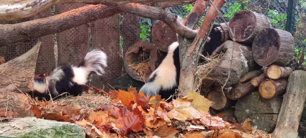 prugaste smrdljivice