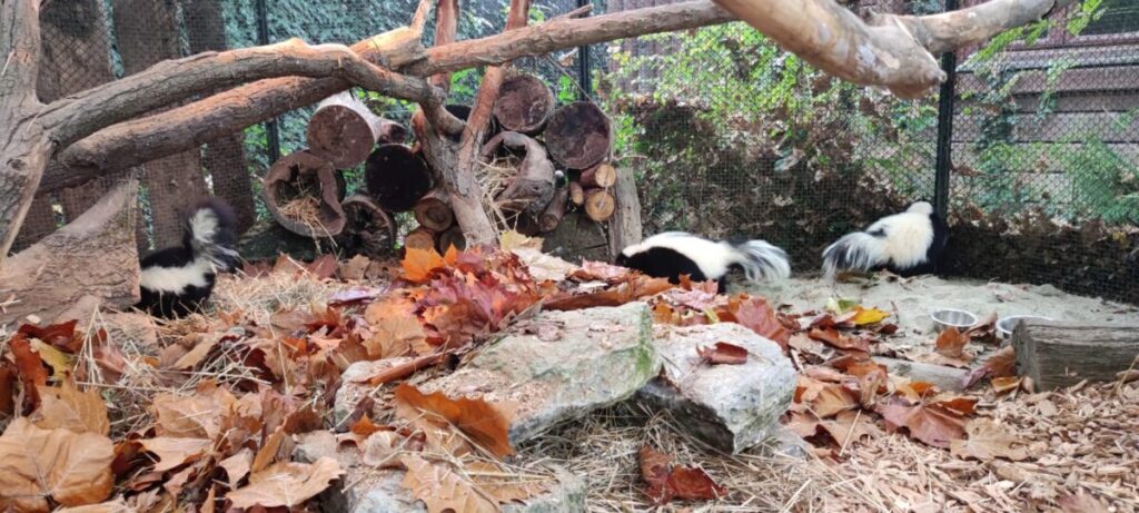 prugaste smrdljivice