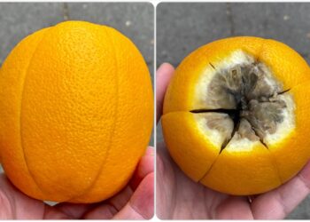 nejestive naranče iz konzuma