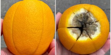 nejestive naranče iz konzuma