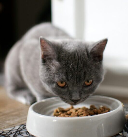 hrana za mačke