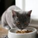 hrana za mačke