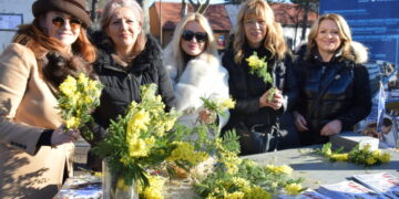 mimoza