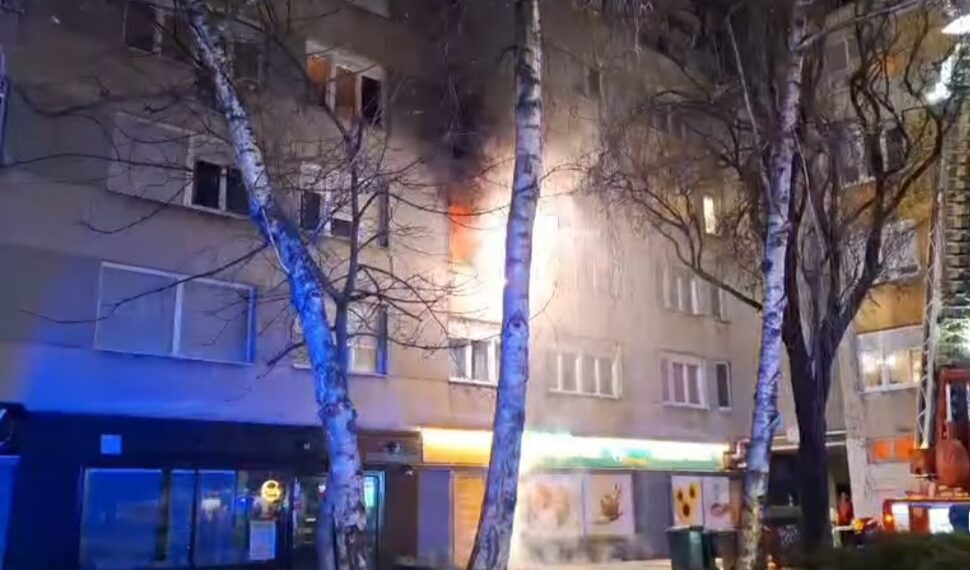 vlasnik
