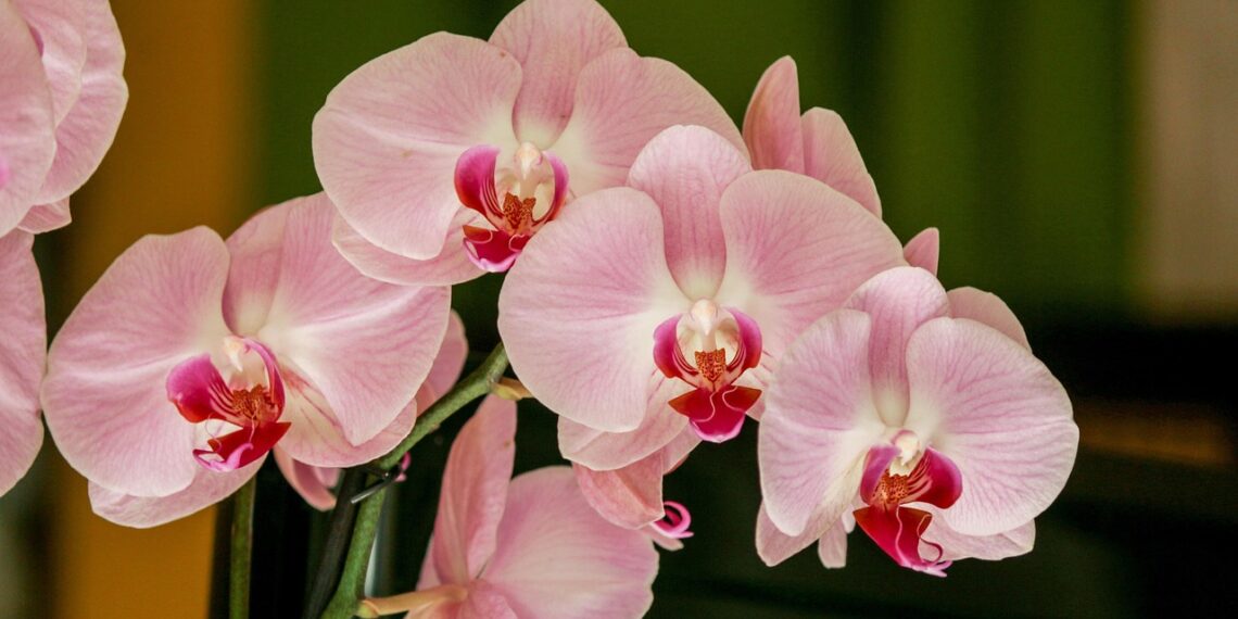 orhideja
