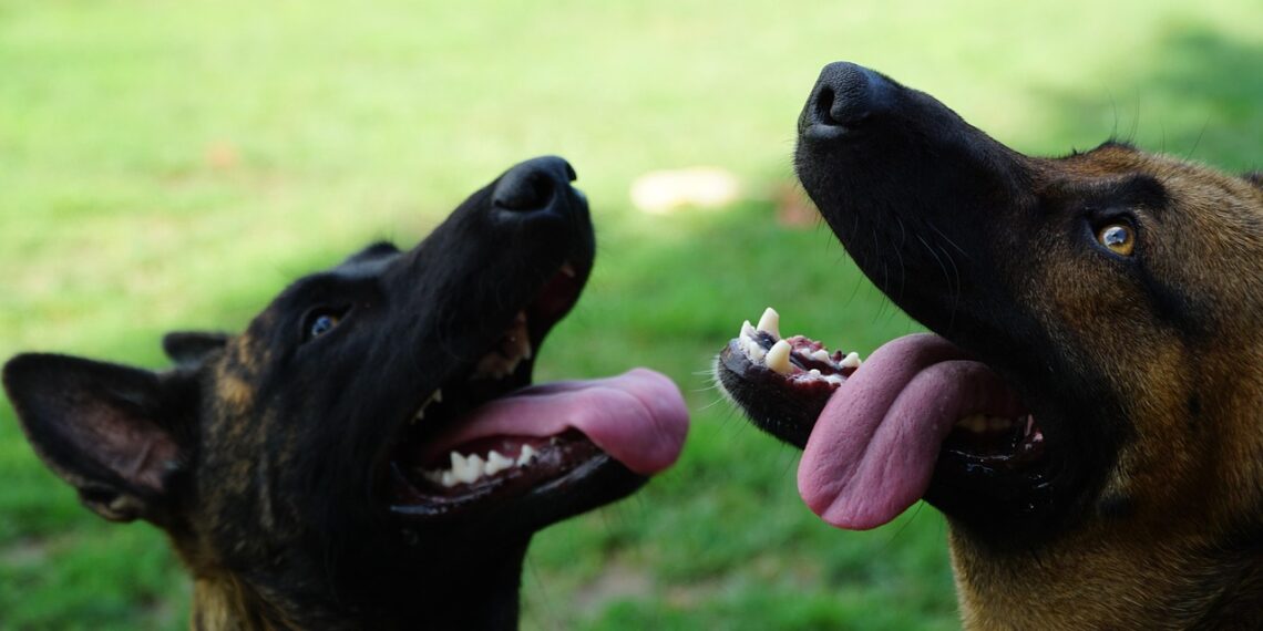 napala i izgrizla dva psa