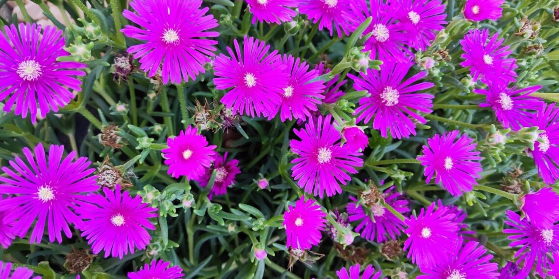 Pustinjska ruža: Cvjeta od proljeća do jeseni, traži malo vode i puno sunca