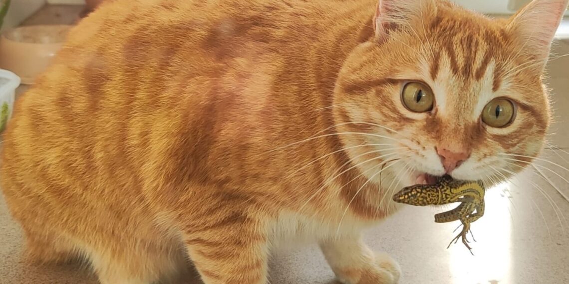 svojim vlasnicima