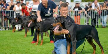 Najbolji dobermani