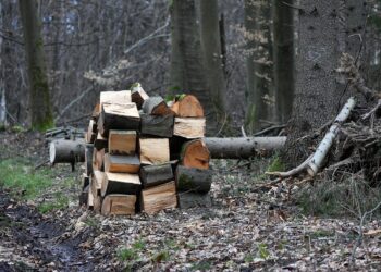 posjekli tuđu šumu