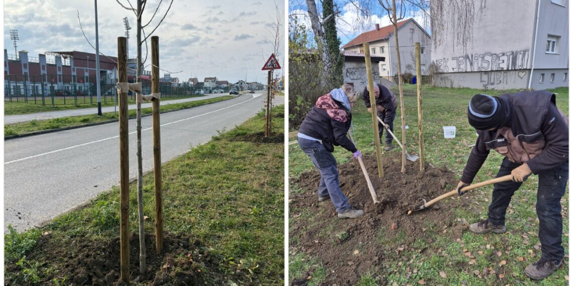 posađena nova stabla