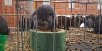 Velika Gorica domaćin Državne izložbe golubova, peradi i kunića