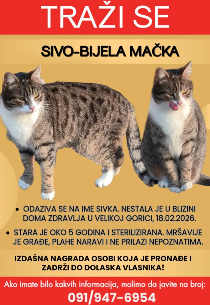 mačka sivka