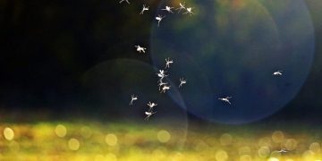 U četvrtak nova akcija suzbijanja komaraca