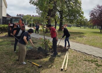 U gradskom parku posađena nova stabla